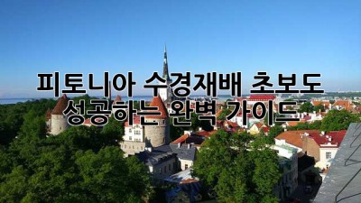 피토니아 수경재배: 초보도 성공하는 완벽 가이드